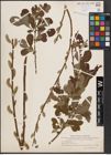 Foto von Salix cinerea L.